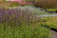 Salvia lavandulifolia 9 cm Topf - Größe nach Saison