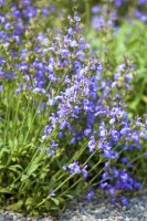 Salvia lavandulifolia 9 cm Topf - Größe nach Saison