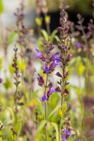 Salvia lavandulifolia 9 cm Topf - Größe nach Saison