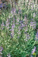 Salvia lavandulifolia 9 cm Topf - Größe nach Saison