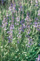 Salvia lavandulifolia 9 cm Topf - Größe nach Saison