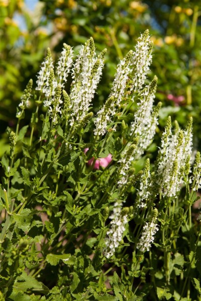 Salvia nemorosa Adrian 9 cm Topf - Größe nach Saison