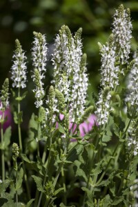 Salvia nemorosa Adrian 9 cm Topf - Größe nach Saison