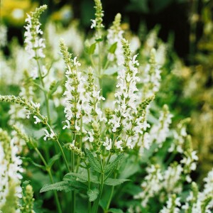 Salvia nemorosa Adrian 9 cm Topf - Größe nach Saison