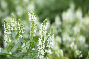 Salvia nemorosa Adrian 9 cm Topf - Größe nach Saison