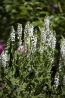 Salvia nemorosa Adrian 9 cm Topf - Größe nach Saison