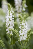 Salvia nemorosa Adrian 9 cm Topf - Größe nach Saison