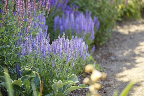 Salvia nemorosa Amethyst 9 cm Topf - Größe nach Saison