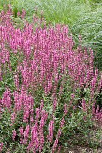 Salvia nemorosa Amethyst 9 cm Topf - Größe nach Saison