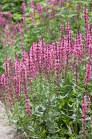 Salvia nemorosa Amethyst 9 cm Topf - Größe nach Saison