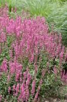 Salvia nemorosa Amethyst 9 cm Topf - Größe nach Saison