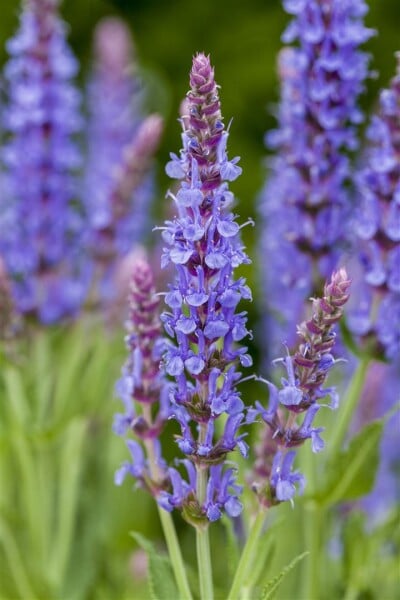 Salvia nemorosa Blauhügel 9 cm Topf - Größe nach Saison