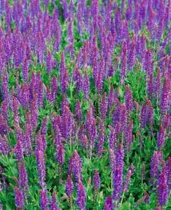 Salvia nemorosa Blauhügel 9 cm Topf - Größe nach Saison