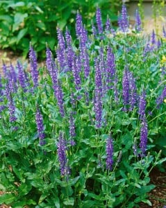 Salvia nemorosa Blauhügel 9 cm Topf - Größe nach Saison