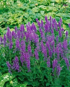 Salvia nemorosa Blauhügel 9 cm Topf - Größe nach Saison