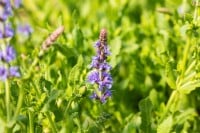 Salvia nemorosa Blauhügel 9 cm Topf - Größe nach Saison