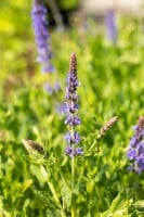 Salvia nemorosa Blauhügel 9 cm Topf - Größe nach Saison