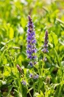 Salvia nemorosa Blauhügel 9 cm Topf - Größe nach Saison