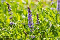 Salvia nemorosa Blauhügel 9 cm Topf - Größe nach Saison