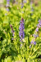 Salvia nemorosa Blauhügel 9 cm Topf - Größe nach Saison