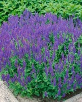 Salvia nemorosa Blauhügel 9 cm Topf - Größe nach Saison