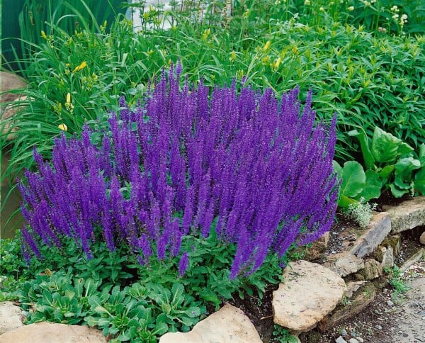 Salvia nemorosa Blaukönigin 9 cm Topf - Größe nach Saison