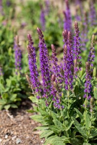 Salvia nemorosa Blaukönigin 9 cm Topf - Größe nach Saison