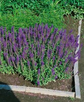 Salvia nemorosa Blaukönigin 9 cm Topf - Größe nach Saison