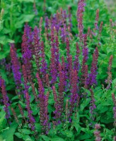 Salvia nemorosa Blaukönigin 9 cm Topf - Größe nach Saison