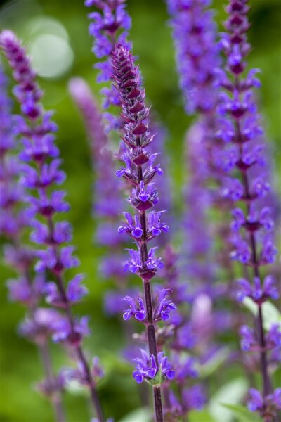 Salvia nemorosa Caradonna 9 cm Topf - Größe nach Saison