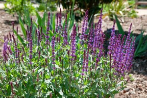 Salvia nemorosa Caradonna 9 cm Topf - Größe nach Saison