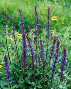 Salvia nemorosa Caradonna 9 cm Topf - Größe nach Saison