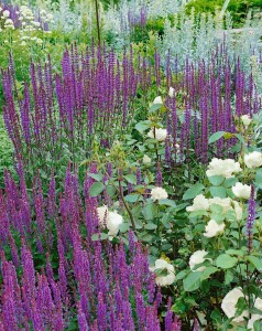 Salvia nemorosa Caradonna 9 cm Topf - Größe nach Saison