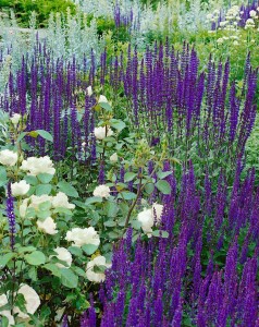 Salvia nemorosa Caradonna 9 cm Topf - Größe nach Saison