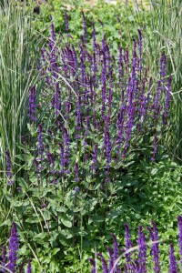 Salvia nemorosa Caradonna 9 cm Topf - Größe nach Saison