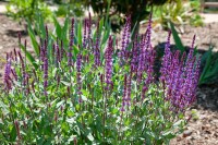 Salvia nemorosa Caradonna 9 cm Topf - Größe nach Saison