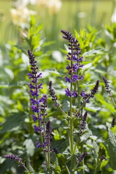 Salvia nemorosa Mainacht 9 cm Topf - Größe nach Saison