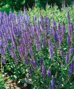 Salvia nemorosa Mainacht 9 cm Topf - Größe nach Saison