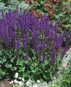 Salvia nemorosa Mainacht 9 cm Topf - Größe nach Saison