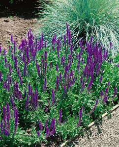 Salvia nemorosa Mainacht 9 cm Topf - Größe nach Saison