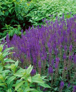 Salvia nemorosa Mainacht 9 cm Topf - Größe nach Saison