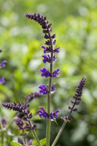 Salvia nemorosa Mainacht 9 cm Topf - Größe nach Saison