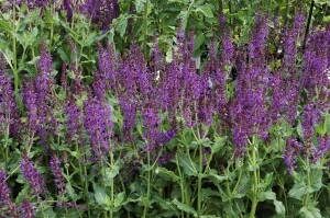 Salvia nemorosa Mainacht 9 cm Topf - Größe nach Saison