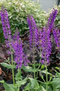 Salvia nemorosa Mainacht 9 cm Topf - Größe nach Saison