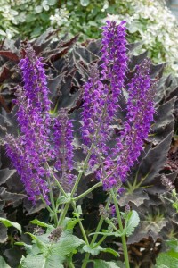 Salvia nemorosa Mainacht 9 cm Topf - Größe nach Saison