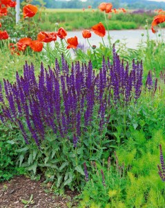 Salvia nemorosa Mainacht 9 cm Topf - Größe nach Saison