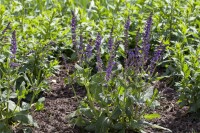 Salvia nemorosa Mainacht 9 cm Topf - Größe nach Saison