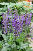 Salvia nemorosa Mainacht 9 cm Topf - Größe nach Saison