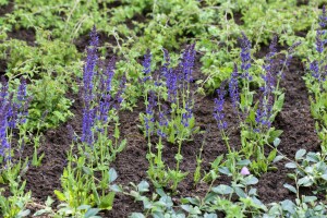 Salvia nemorosa Ostfriesland 9 cm Topf - Größe nach Saison