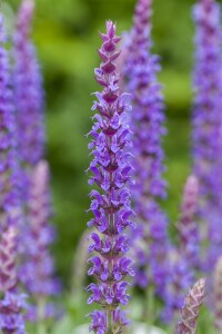 Salvia nemorosa Ostfriesland 9 cm Topf - Größe nach Saison